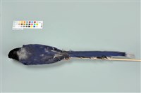 臺灣藍鵲藏品圖，第12張
